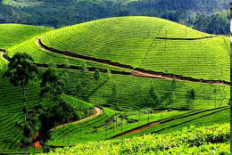 Munnar tour