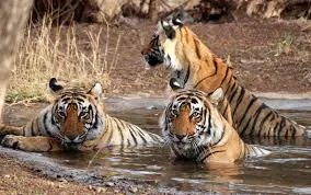 Tigers, Elephants and Taj Mahal 16 Days Tour