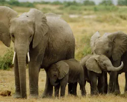 Elephants and Turtles Volunteer Tour - Rajasthan Tour Packages